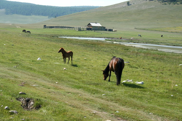 Лошадки